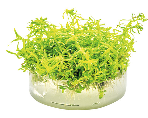 Vattenpest i planteringskorg för akvarier