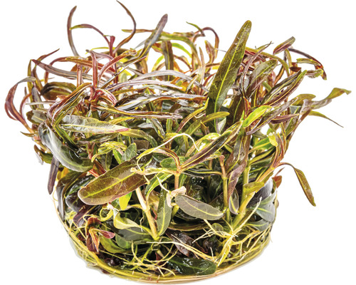 Kruka med vattenväxt