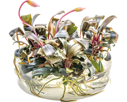 Vattenväxt Bucephalandra i glasskål