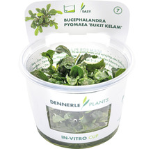 Bucephalandra Pygmaea ''Bukit Kelam'' vattenväxt i in vitro-bägare