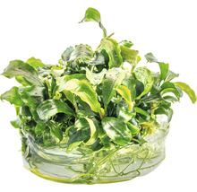 Akvarieväxt med gröna blad i vatten