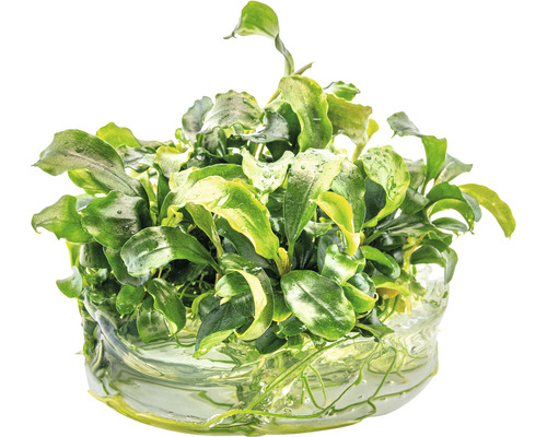 Akvarieväxt med gröna blad i vatten
