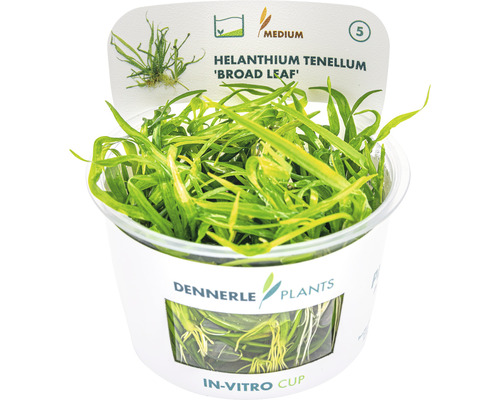Akvarieväxt DENNERLE PLANTS Dvärgsvalting Helanthium tenellum Broad leaf in vitro Helanthium tenellum ''Broad Leaf'' akvarieväxt i in vitro-kopp