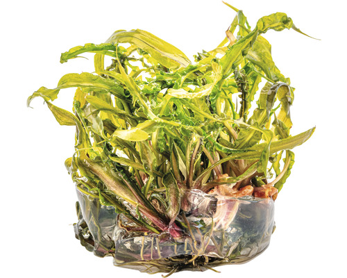 Akvarieväxt med vågiga blad i transparent behållare.