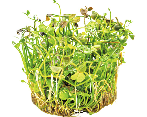 Akvarieväxt i kruka med gröna blad och rötter.