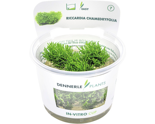 Akvarieväxt DENNERLE PLANTS Akvariebålmossa Riccardia chamedryfolia in vitro Vattenväxt Riccardia Chamedryfolia i in vitro-kopp