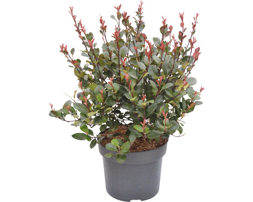 Dvärgglansmispel FLORASELF Photinia fraseri 'Little Red Robin' 40-60cm Co 6L Glansmispel i kruka med gröna och röda blad