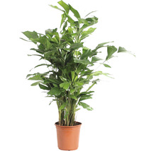 Fiskstjärtspalm FLORASELF Caryota mitis ca. 110cm Ø24cm