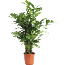 Fiskstjärtspalm FLORASELF Caryota mitis ca. 110cm Ø24cm