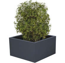 På bilden syns ett livsträd i en rektangulär blomlåda.