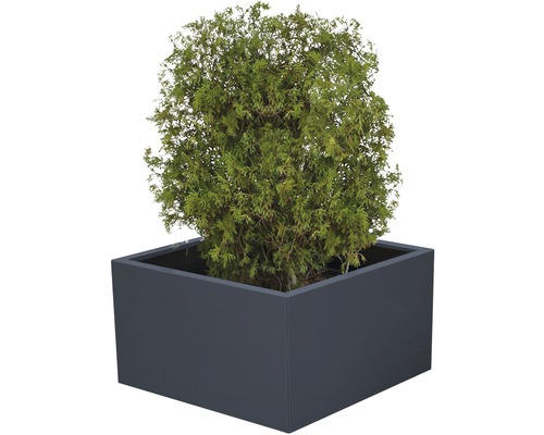 På bilden syns ett livsträd i en rektangulär blomlåda.