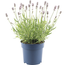 Vit lavendel Lavandula angustifolia 'Felice' 15-20cm Ø15cm