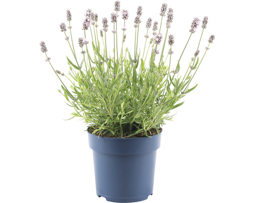 Vit lavendel Lavandula angustifolia 'Felice' 15-20cm Ø15cm