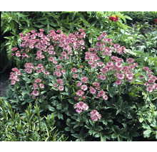 Stor stjärnflocka Astrantia major 'Roma' 10-30cm co 0,5L