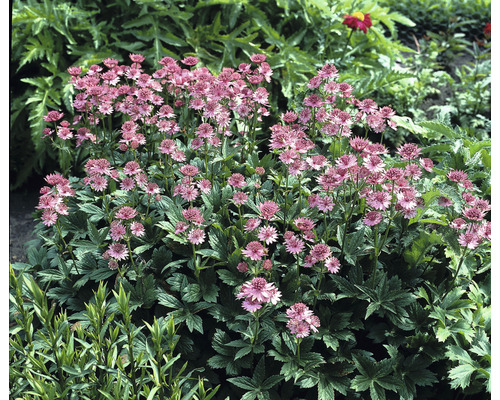 Stor stjärnflocka i trädgården med många rosa blommor och gröna blad.