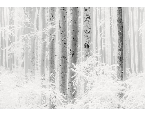Fototapet KOMAR Winter Wood 4 delar 400x280cm R4-043