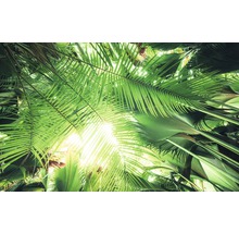 Utsikt uppåt i tropisk vegetation med palmblad