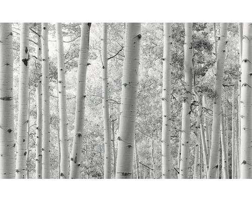 Fototapet KOMAR Birchforest 9 delar 450x280cm SHX9-030