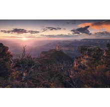 Panoramabild av Grand Canyon vid soluppgången med klippor, raviner och träd