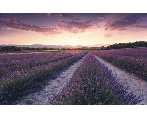 Fototapet KOMAR Lavender Dream 9 delar 450x280cm SHX9-052