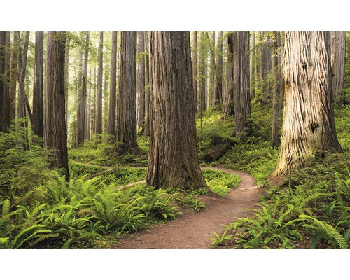 Fototapet KOMAR Redwood Trail 9 delar 450x280cm SHX9-077
