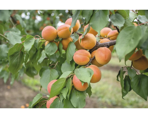 Aprikos OMNIA GARDEN Prunus armeniaca Orangered