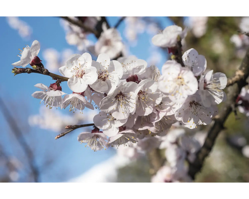 Gren med aprikosblommor mot en blå himmel