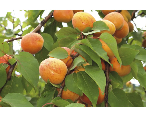 Aprikosträd med mogna frukter och gröna blad