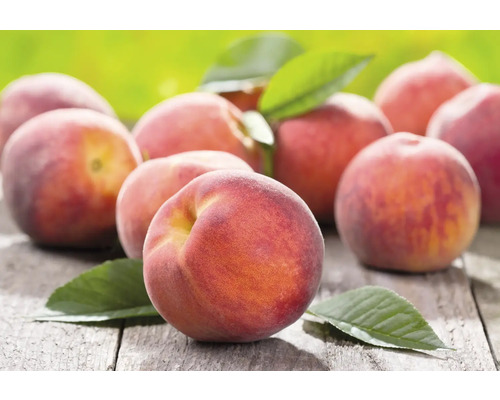 Flera persikor ligger på en träyta