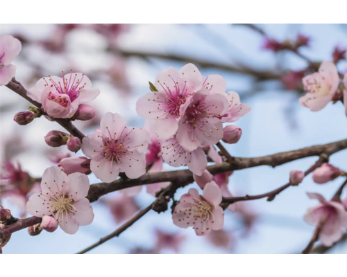 Blommande gren med rosa blommor
