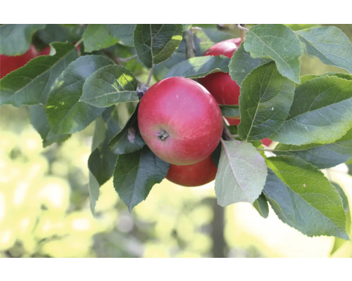 Äppelträd OMNIA GARDEN Malus domestica Discovery B9