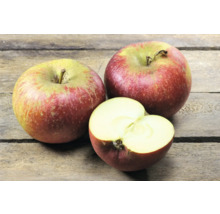 Äppelträd OMNIA GARDEN Malus domestica Ingrid Marie B9 inkl. uppbindningskit-thumb-3