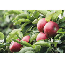 Äppelträd OMNIA GARDEN Malus domestica Ingrid Marie B9 inkl. uppbindningskit-thumb-0