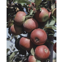 Äppelträd OMNIA GARDEN Malus domestica Ingrid Marie B9 inkl. uppbindningskit-thumb-2