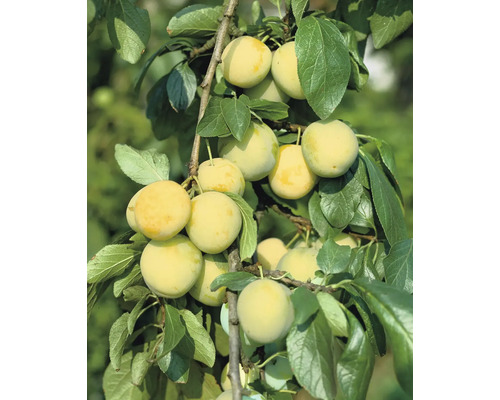 Plommon OMNIA GARDEN Prunus domestica Reine Claude dOullins Pixy inkl. uppbindningskit Gren med mogna mirabeller och blad
