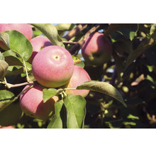 Äppelträd OMNIA GARDEN Malus domestica Röd Melba B9