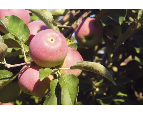Äppelträd med mogna äpplen på grenarna