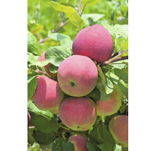 Äppelträd OMNIA GARDEN Malus domestica Röd Melba B9