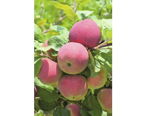 Äppelträd OMNIA GARDEN Malus domestica Röd Melba B9 inkl. uppbindningskit