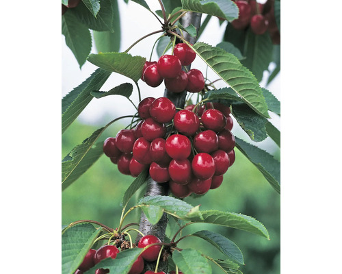 Körsbär OMNIA GARDEN Prunus avium Sweetheart Körsbär OMNIA GARDEN Prunus avium Sweetheart