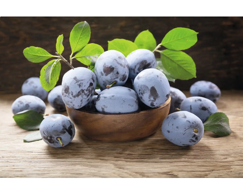 Träskål fylld med plommon och blad på ett träbord