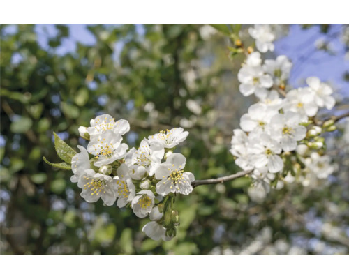 Närbild av en blommande körsbärsträdsgren