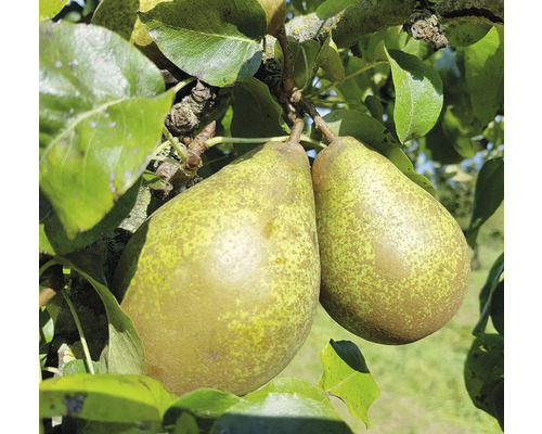 Två päron hänger på päronträdet mellan bladen.