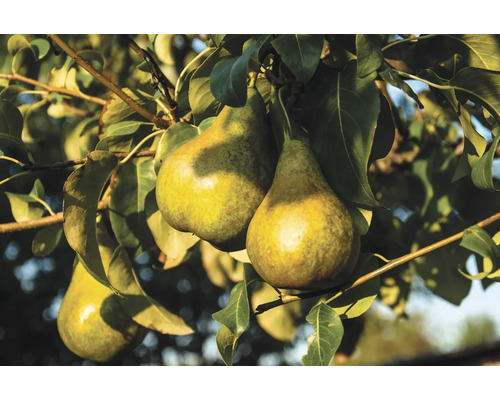 Päron OMNIA GARDEN Pyrus communis ESPERENS HERRE (Belle Lucrative) inkl. uppbindningskit