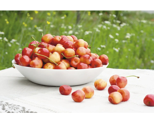 Skål med körsbär på ett bord i trädgården