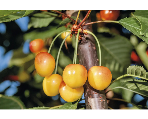 Sötkörsbär OMNIA GARDEN Prunus avium Büttners Späte Rote Knorpelkirsche inkl. uppbindningskit