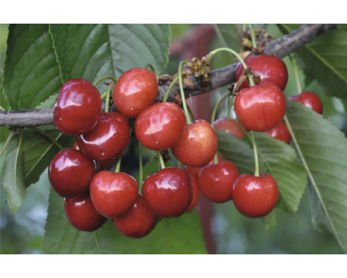 Sötkörsbär OMNIA GARDEN Prunus avium gårdebo inkl. uppbindningskit