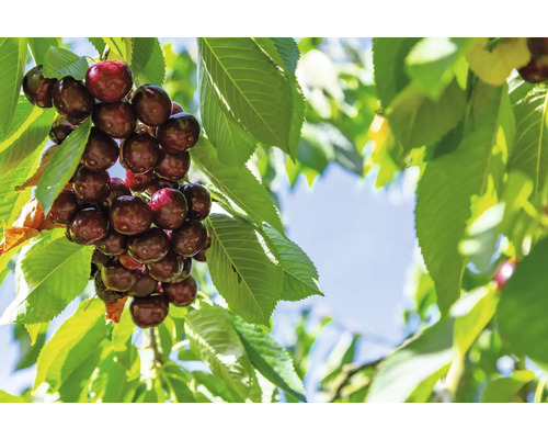 Sötkörsbär Kordia OMNIA GARDEN Prunus avium Kordia  inkl. uppbindningskit