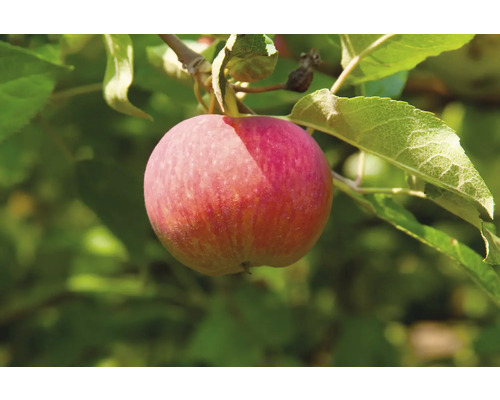 Äppelträd OMNIA GARDEN Malus domestica Agnes inkl. uppbindningskit