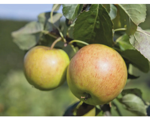 Äppelträd OMNIA GARDEN Malus domestica Filippa inkl. uppbindningskit